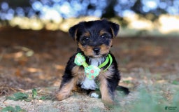 Yorkshire Terrier dogs for sale: Moses - Image 4