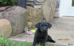 Labrador Retriever dogs for sale: Bella - Image 11