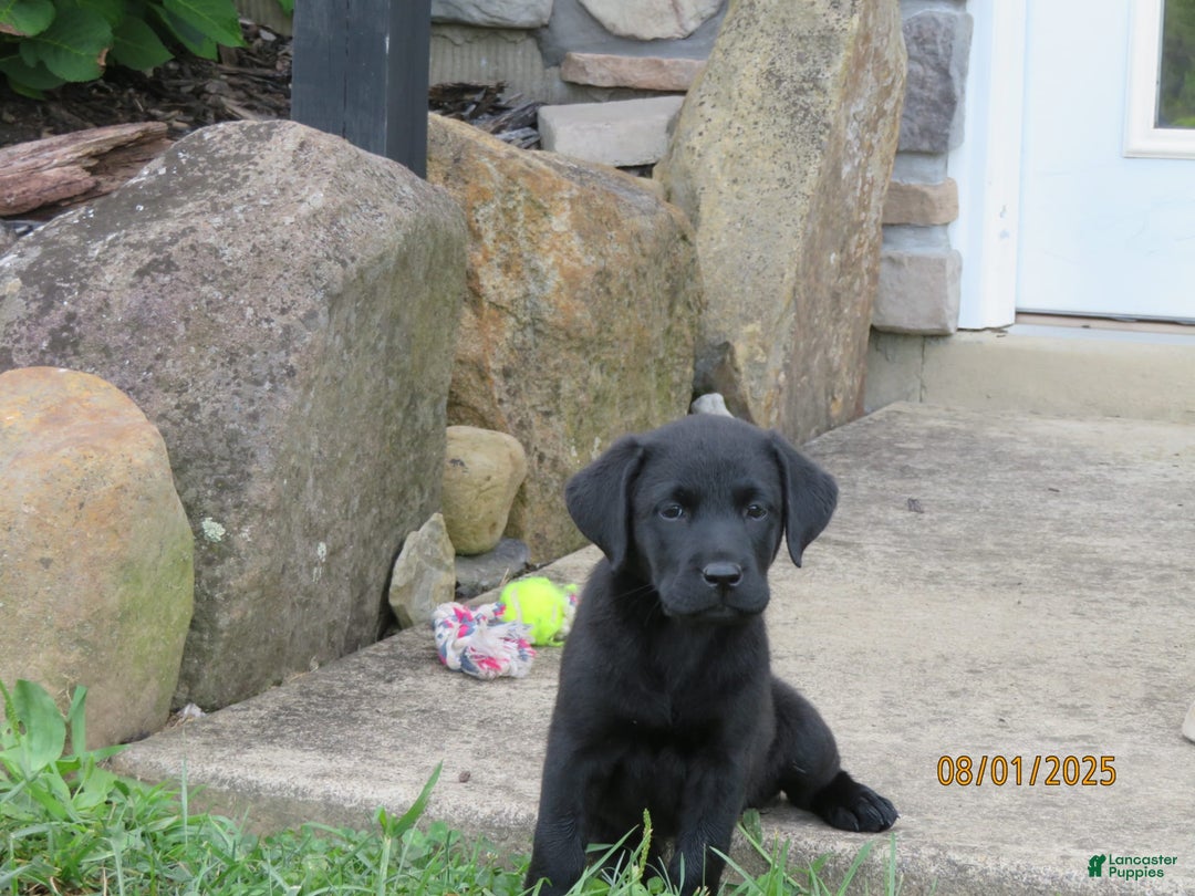 Labrador Retriever dogs for sale: Bella - Image 11
