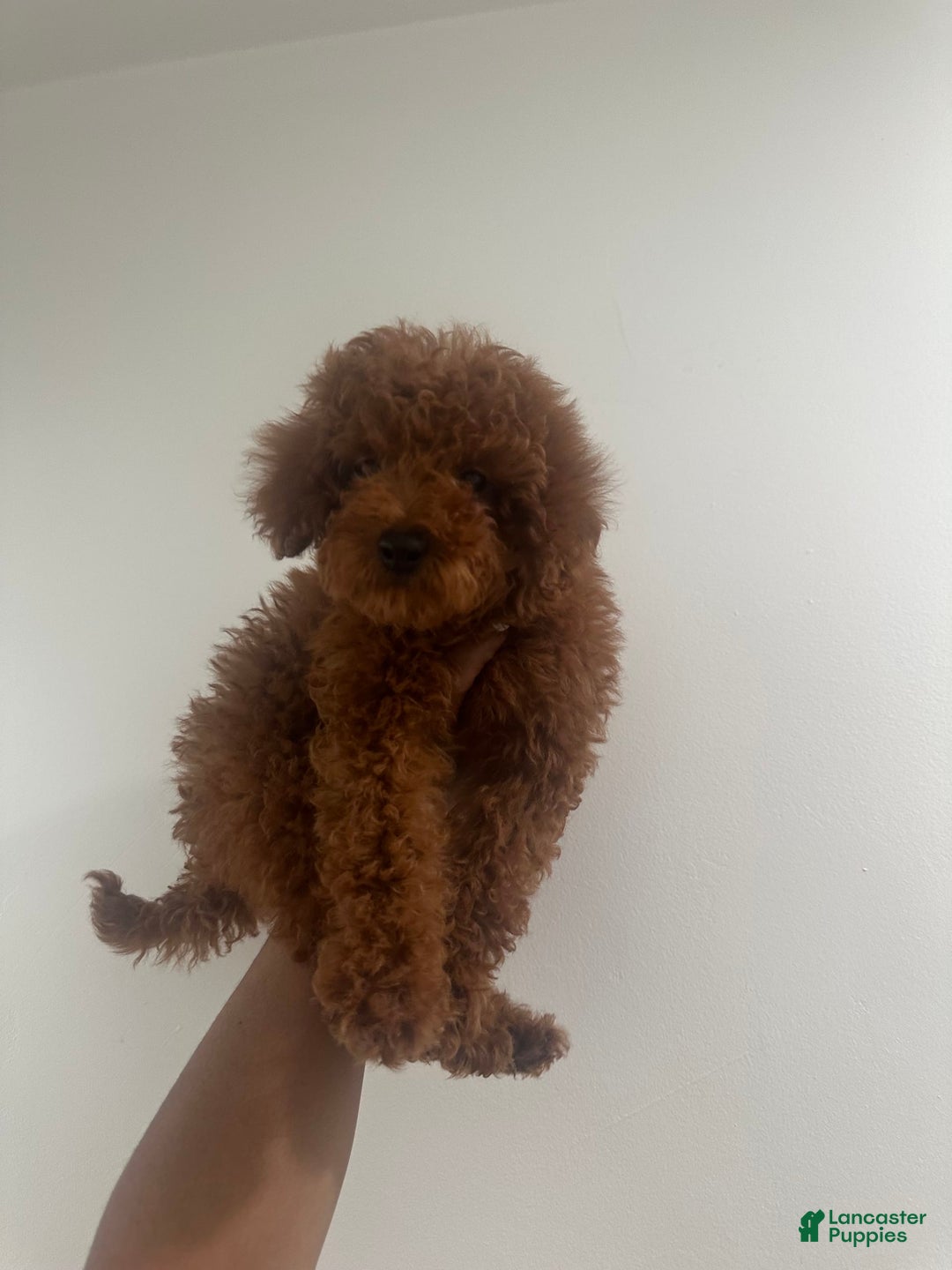 Miniature Poodle dogs for sale: Princeton - Image 1