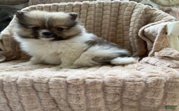 Pomeranian dogs for sale: Cory - Image 11