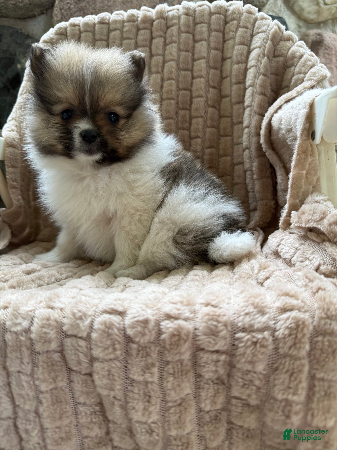 Pomeranian dogs for sale: Cory - Image 11