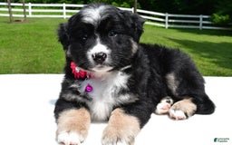 Miniature Australian Shepherd dogs for sale: Jenny - Image 2