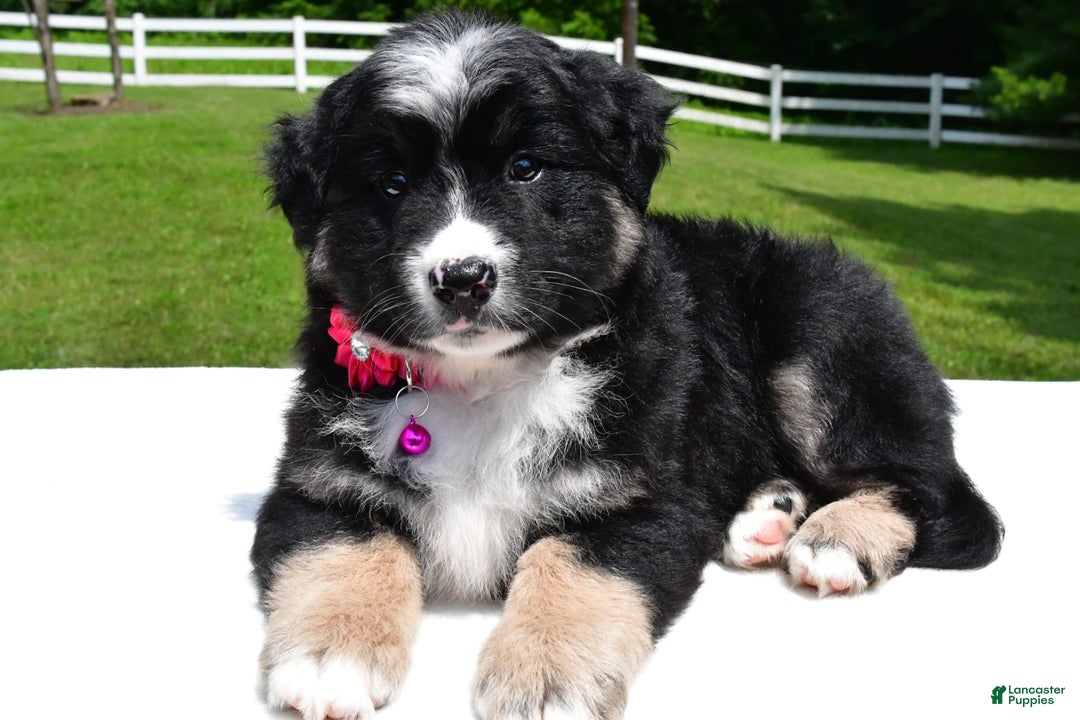 Miniature Australian Shepherd dogs for sale: Jenny - Image 2