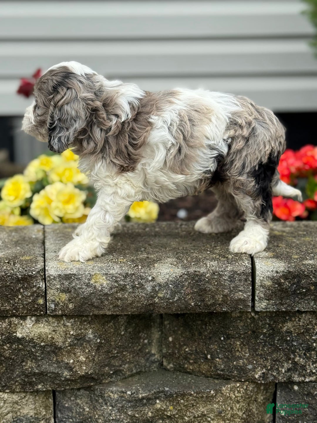 Cockapoo dogs for sale: Charlie - Image 3