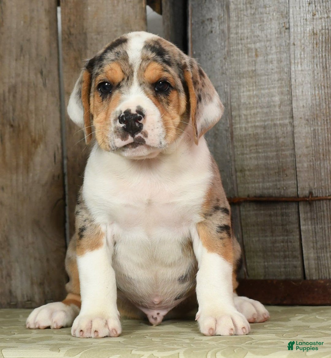 Beabull dogs for sale: Wranger - Image 2