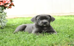 Cane Corso dogs for sale: Beverly - Image 5