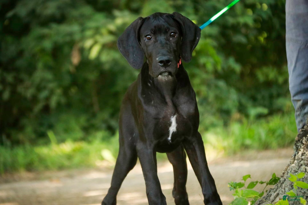 Great Dane dogs for sale: Selene - Image 2