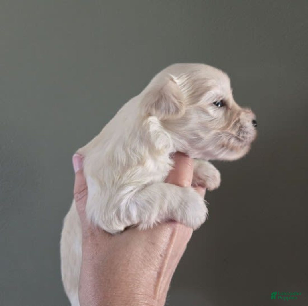 Miniature Schnauzer dogs for sale: Pup 5 - Image 1