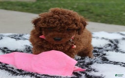Toy Poodle dogs for sale: Haley - Image 19