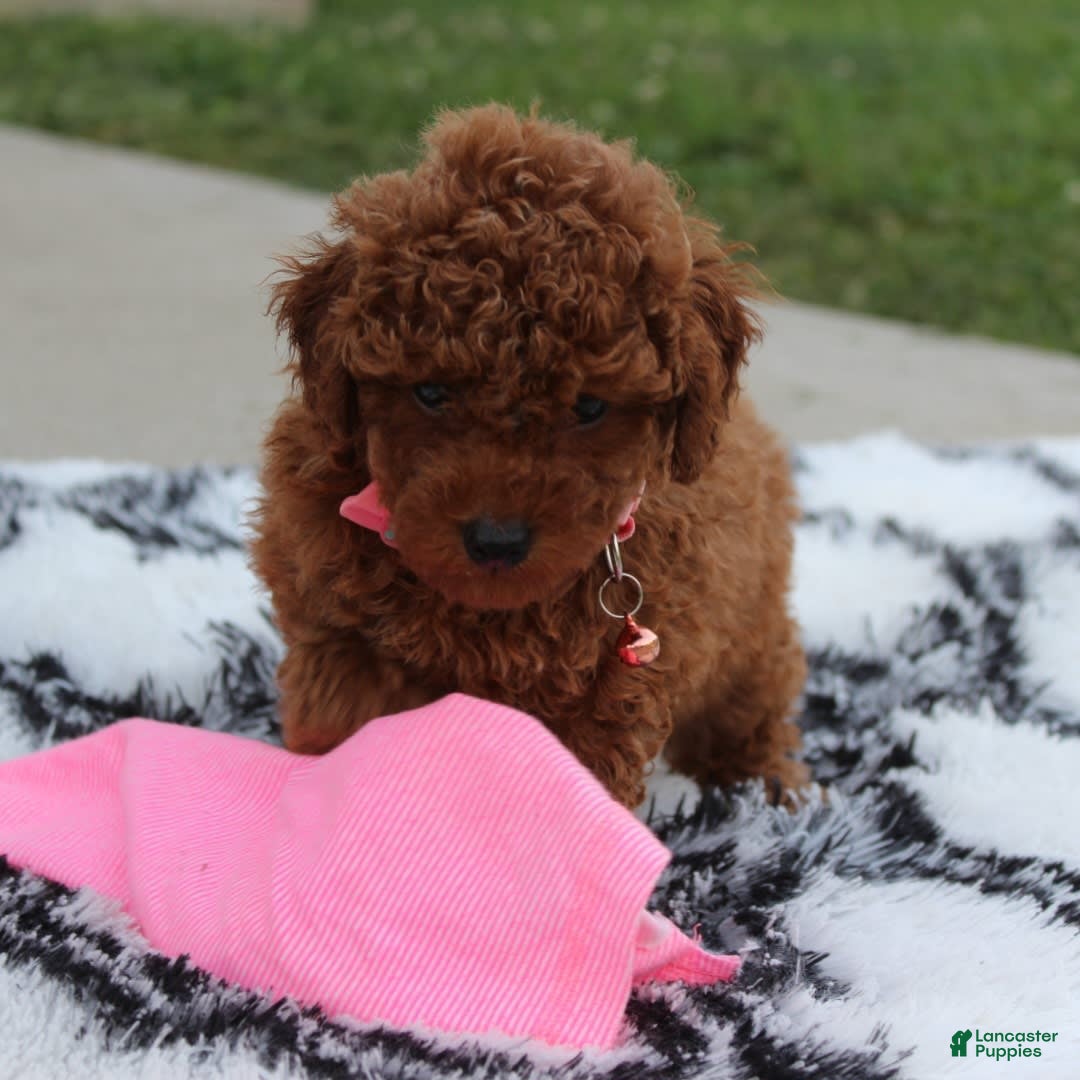 Toy Poodle dogs for sale: Haley - Image 19