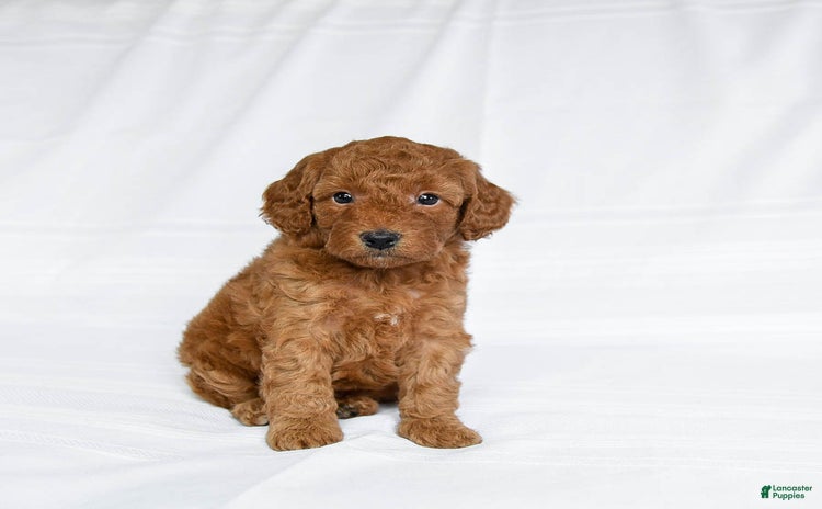 Miniature Poodle dogs for sale - Ad 4