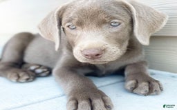 Labrador Retriever dogs for sale: Maxi - Image 3