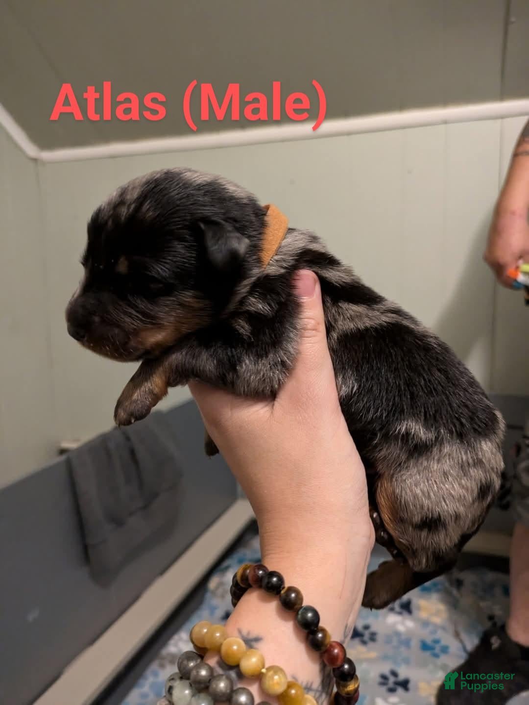 Beauceron dogs for sale: Atlas - Image 1