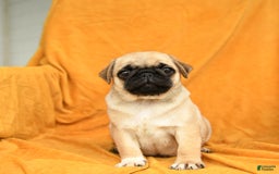 Pug dogs for sale: Pug 6 puppies - Image 12