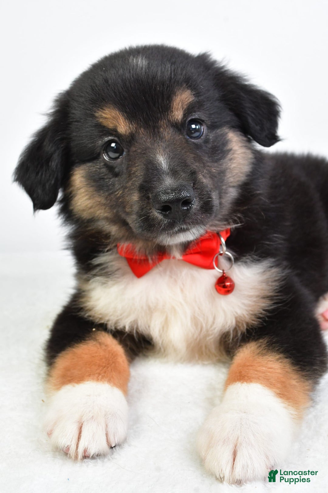 Miniature Australian Shepherd dogs for sale: Snickers - Image 3
