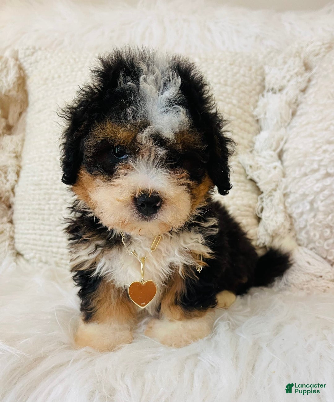 Mini Bernedoodle dogs for sale: Strawberry Shortcake - Image 4