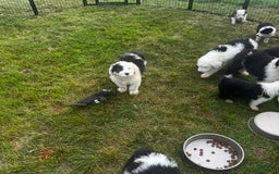 Old English Sheepdog dogs for sale: Violet - Image 8