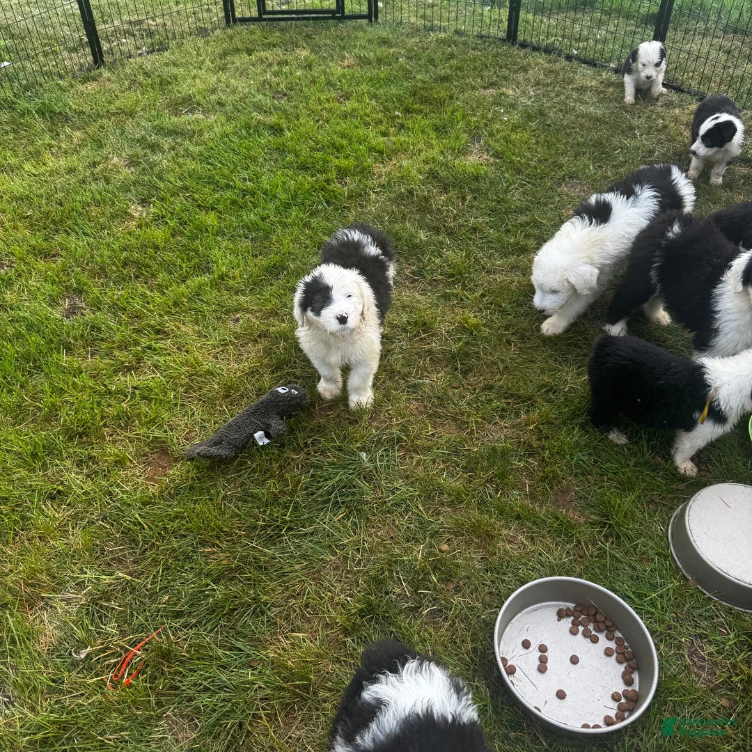 Old English Sheepdog dogs for sale: Violet - Image 8