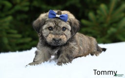 Havapoo dogs for sale: Havapoo 6 puppies - Image 9