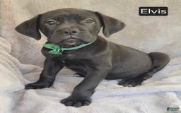 Cane Corso dogs for sale: Elvis - Image 2