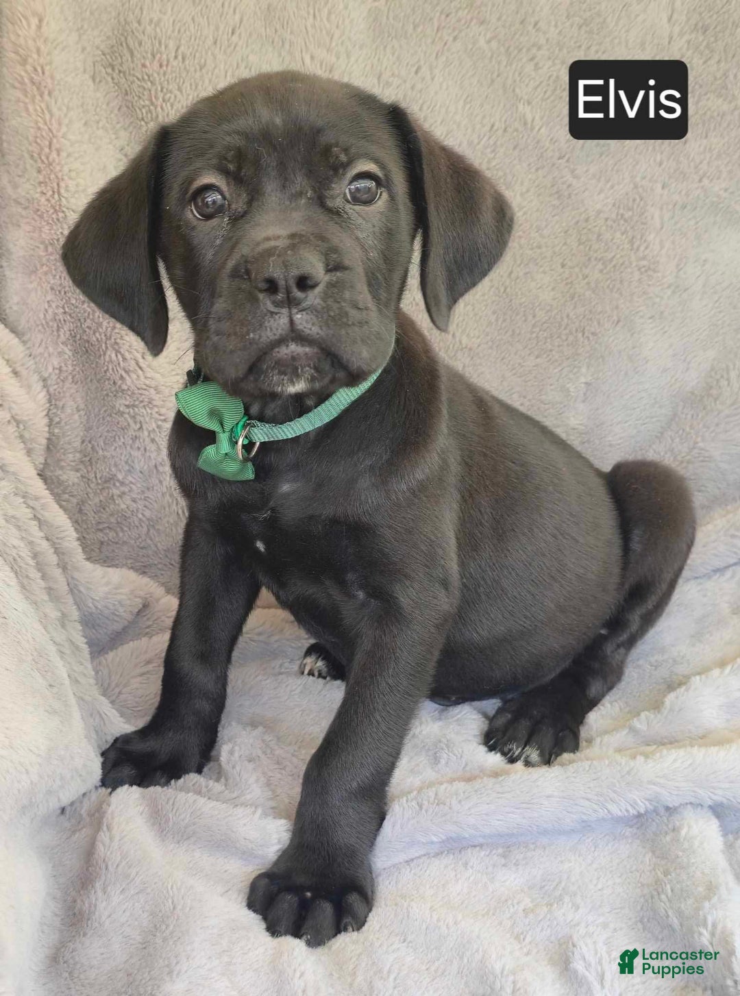 Cane Corso dogs for sale: Elvis - Image 2