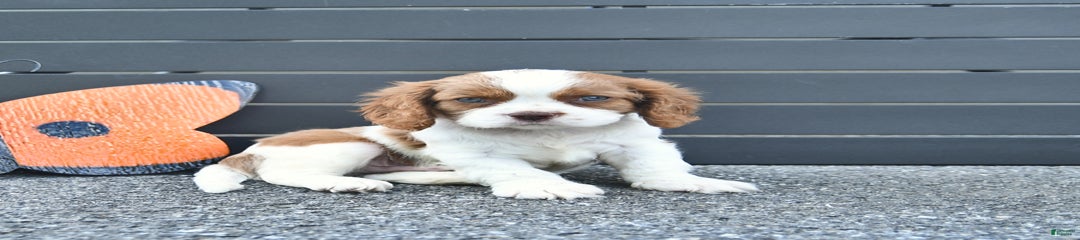 Trevor