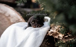 Miniature Dachshund dogs for sale: Black And Tan Girl - Image 4