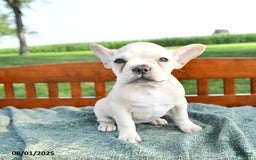 French Bulldog dogs for sale: Lily - Image 11