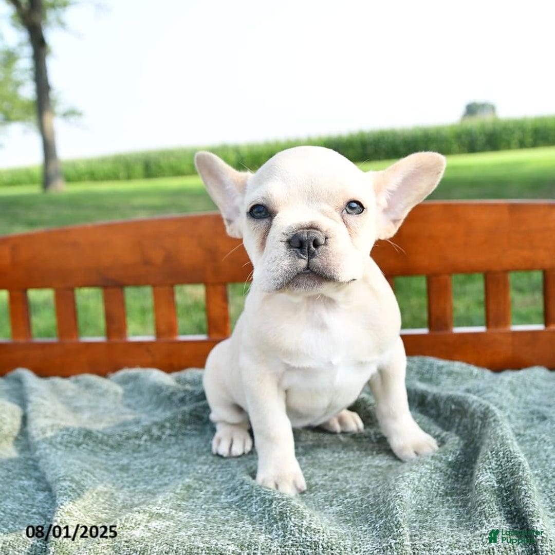 French Bulldog dogs for sale: Lily - Image 11