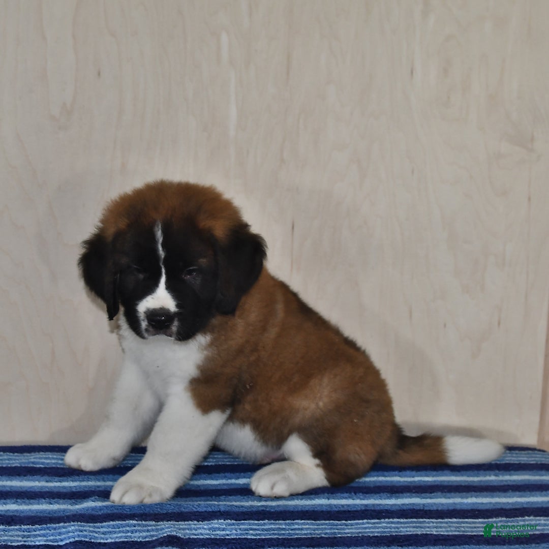 Saint Bernard dogs for sale: Saint Bernard 3 puppies - Image 2
