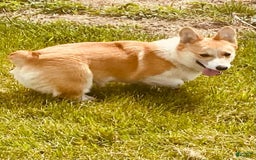 Welsh Corgi Pembroke dogs for sale: Red Boy - Image 1