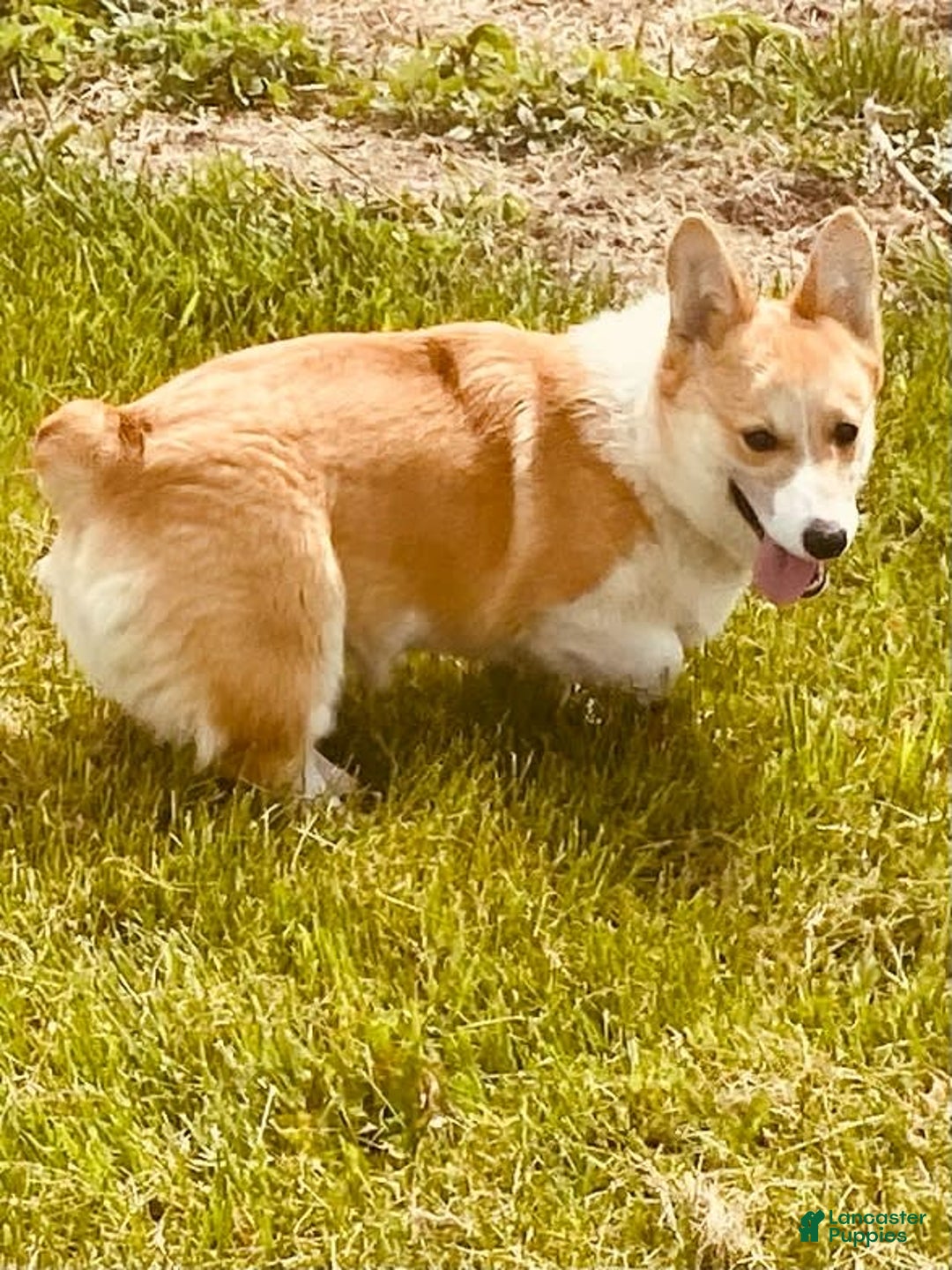 Welsh Corgi Pembroke dogs for sale: Red Boy - Image 1