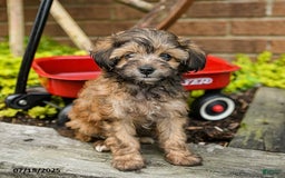 Havapoo dogs for sale: Bailey - Image 1