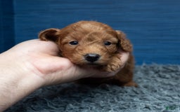 Cavapoo dogs for sale: Dakota - Image 11