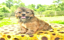 Shorkie dogs for sale: Edna - Image 5