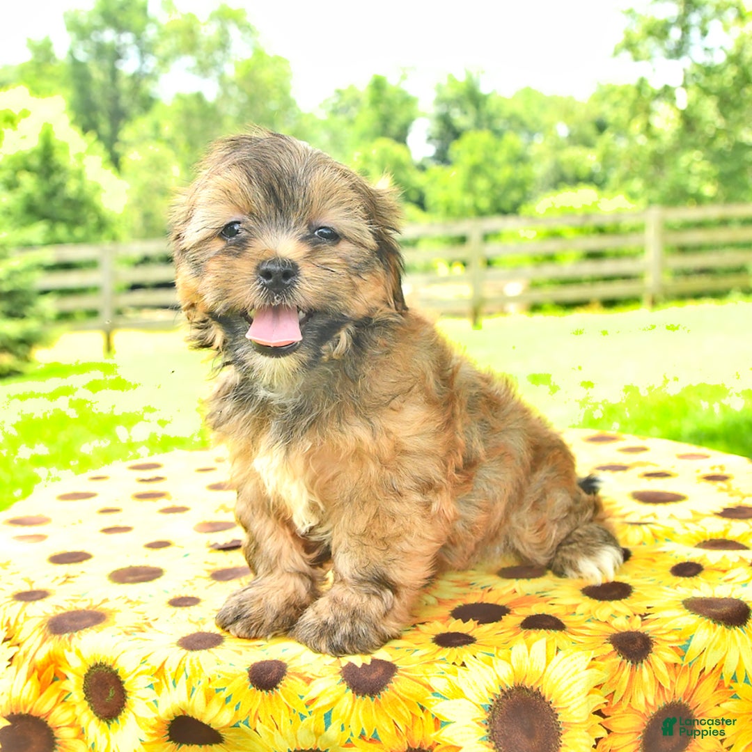 Shorkie dogs for sale: Edna - Image 5