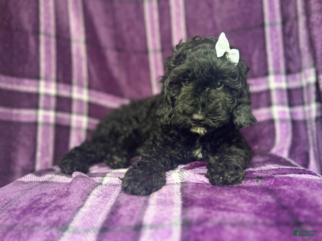 Cockapoo dogs for sale: Snookie - Image 7