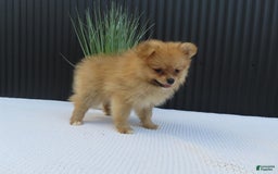 Pomeranian dogs for sale: Sandy - Image 9