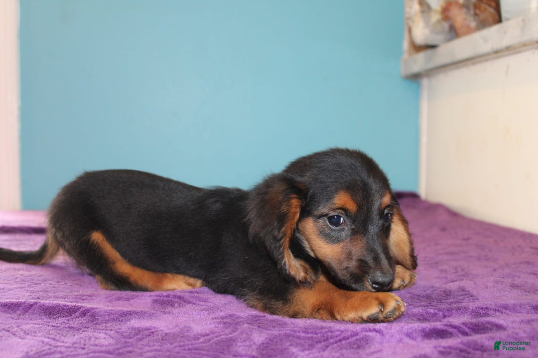 Dachshund dogs for sale: Dachshund 4 puppies - Image 11
