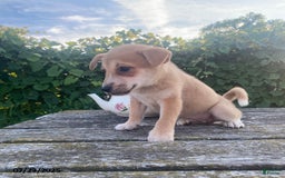 Shiba Inu dogs for sale: Lilac - Image 2