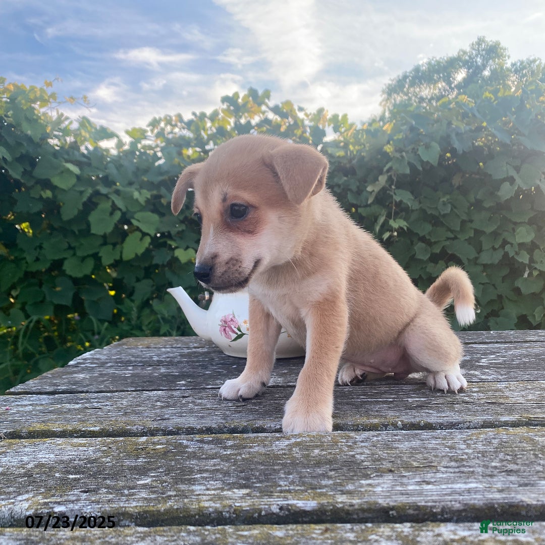 Shiba Inu dogs for sale: Lilac - Image 2