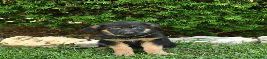 Milo