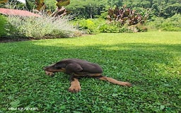 Doberman Pinscher dogs for sale: Doberman Pinscher 9 puppies - Image 10