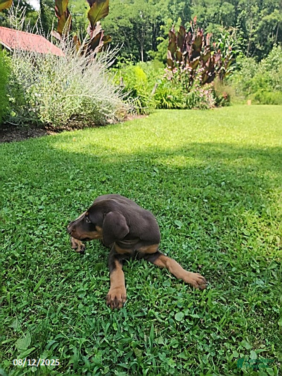 Doberman Pinscher dogs for sale: Doberman Pinscher 9 puppies - Image 10