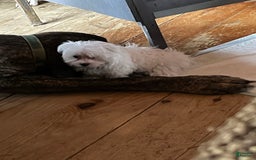 Maltese dogs for sale: Tutie - Image 5