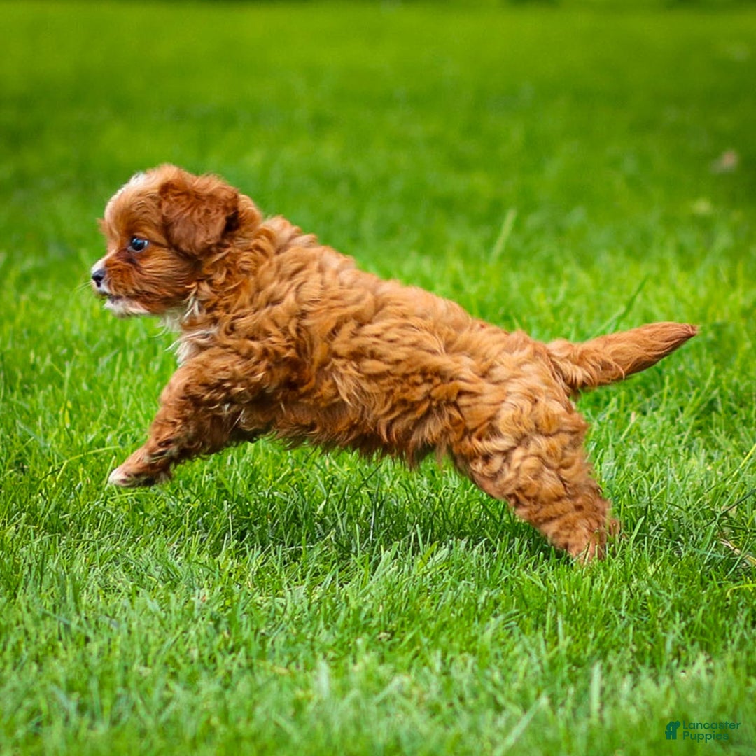 Cavapoo dogs for sale: Toby - Image 8