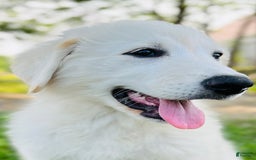 Maremma Sheepdog dogs for sale: Daisy - Image 5