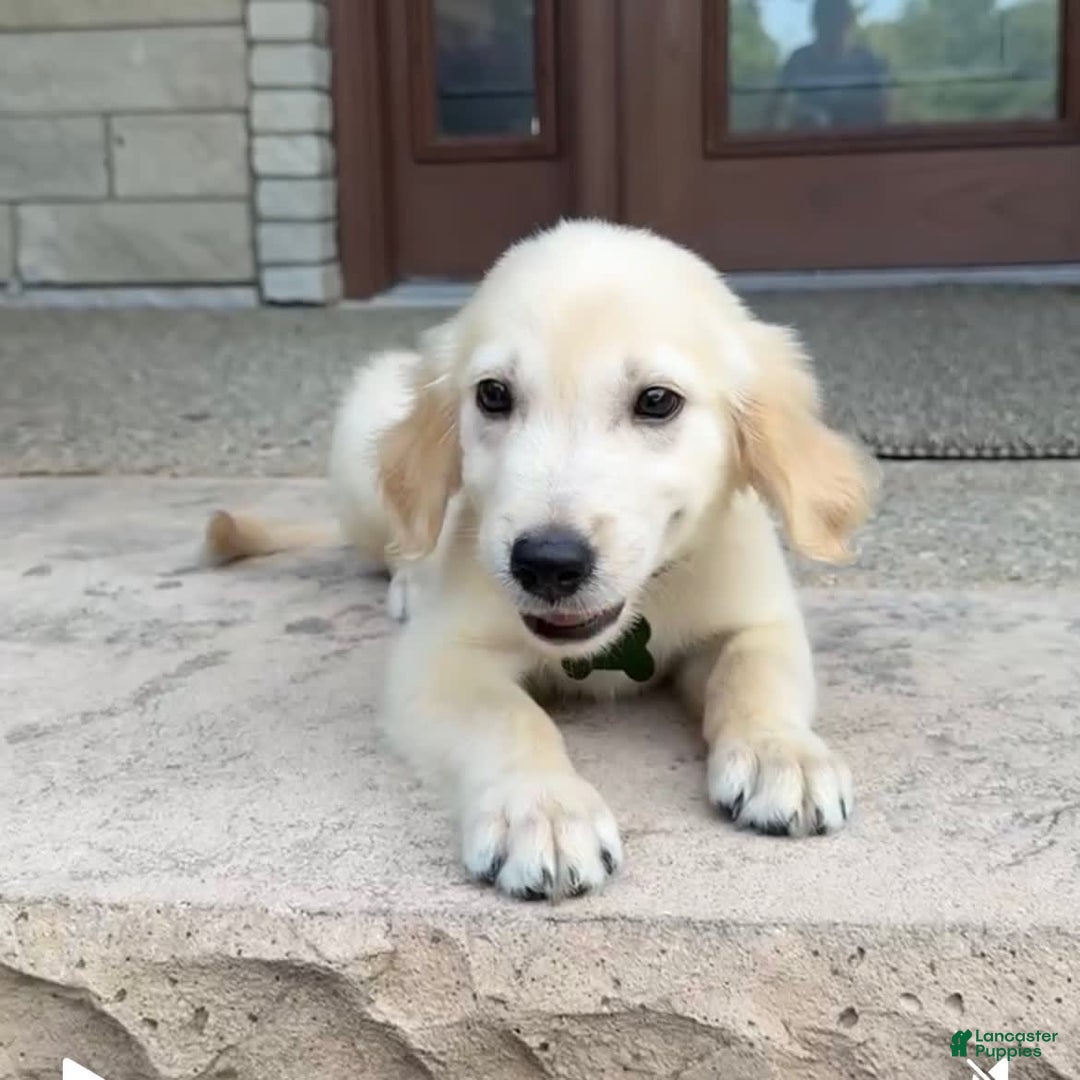 Golden Retriever dogs for sale: Henry - Image 8