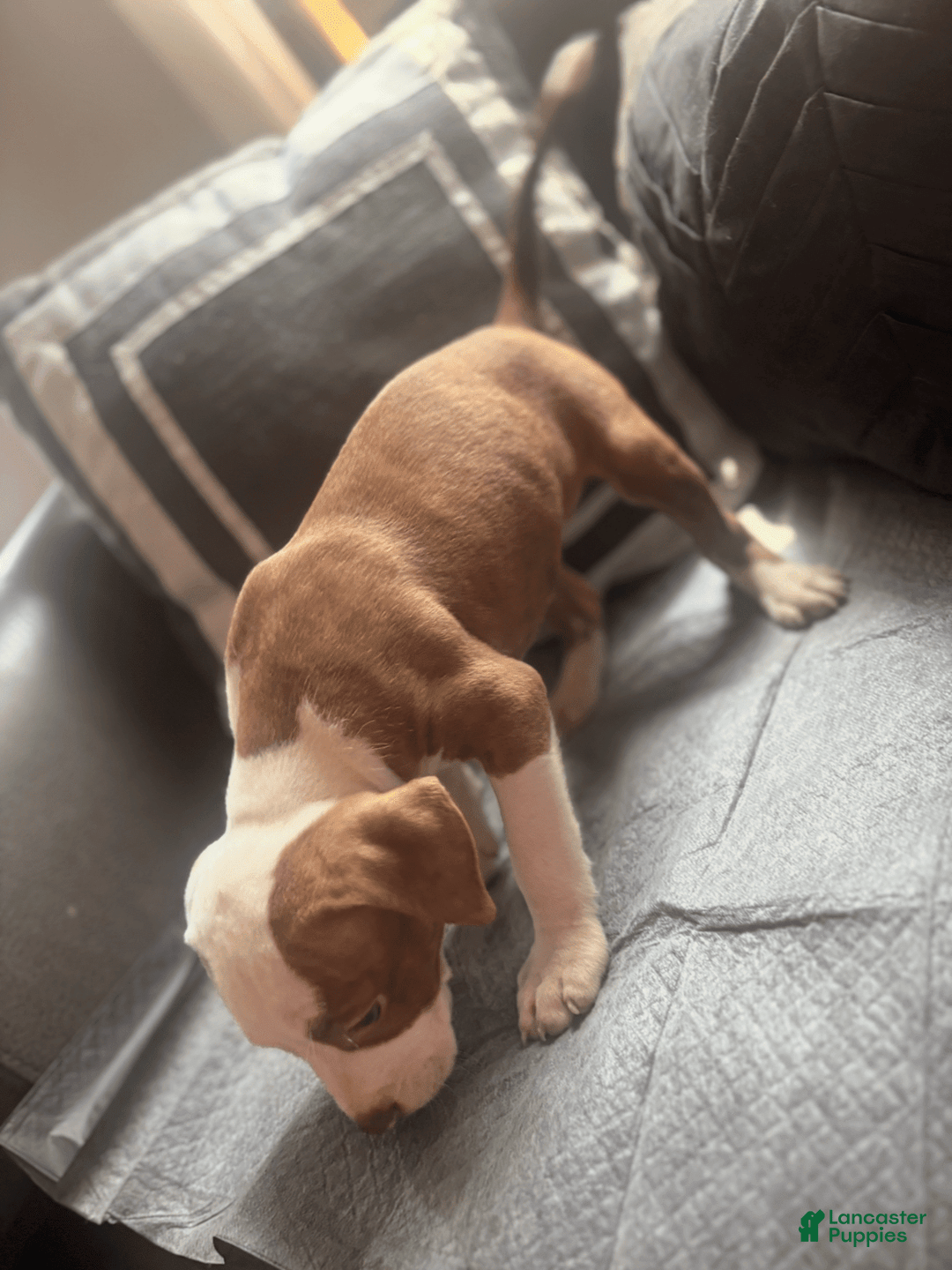 American Bully dogs for sale: Princess - Image 3
